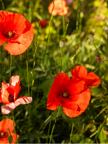 poppies